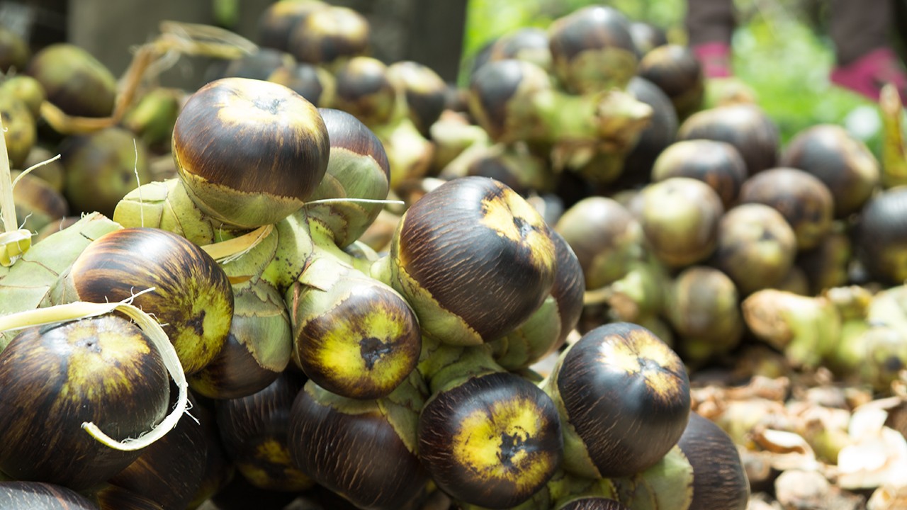 ក្រៅពីយកធ្វើជាសម្ភារៈប្រើប្រាស់ និងអាហារ ត្នោតក៏ជាឱសថដ៏ល្អមួយសម្រាប់ព្យាបាលជំងឺផងដែរ  - សុខក្រម